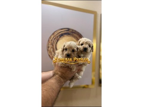 Sevimli ırk toy poodle yavrular