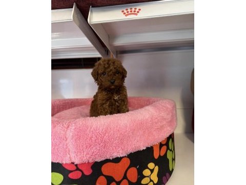 Bebek yüzlü toy poodle yavrularımız