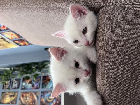 Bembeyaz 2 aylık saf kan ankara kedileri