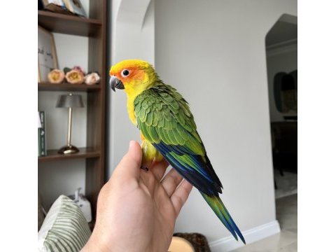 Kusursuz güzellikte jenday konur papağanı son adet
