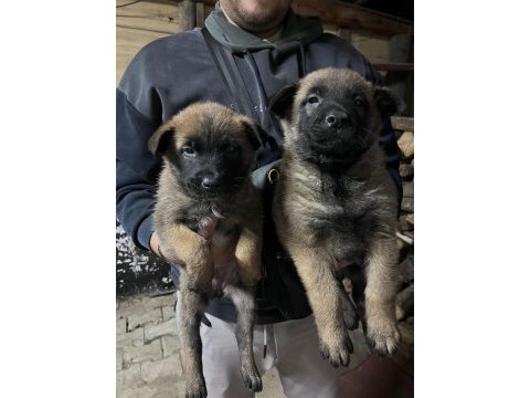 Safkan malinois