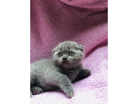 2.5 aylık scottish fold