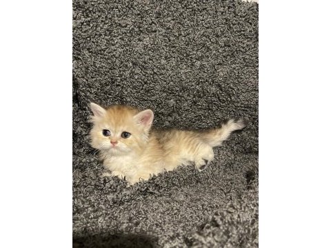 Anne baba şecereli golden safkan british longhair dişi