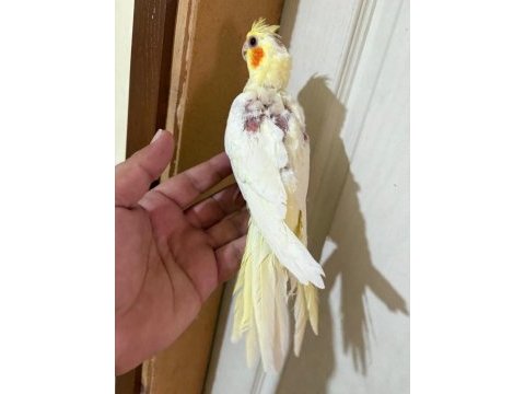 45 günlük lutino bebek sultan papağanı
