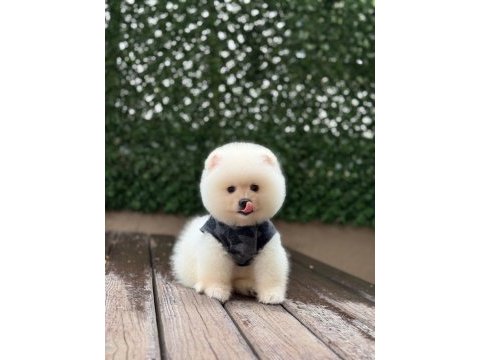 Mükemmel tüy yapısı pomeranian boo