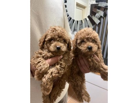 Safkan toy poodle