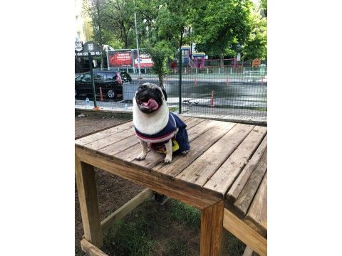 Pug mops dişi
