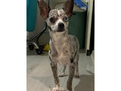 8 aylık merle chihuahua nadir bulunan bir cins