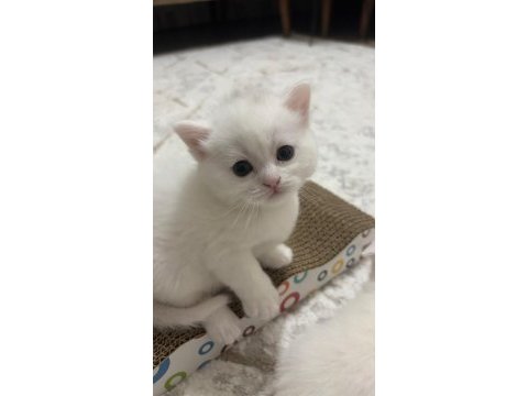 Scottish fold