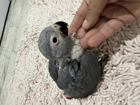 El büyütmesi yerli üretim jako papağanı