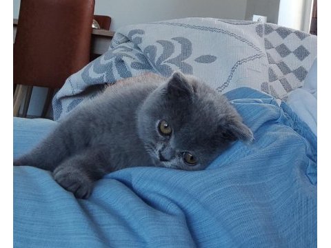 2 aylık çok uysal british shorthair