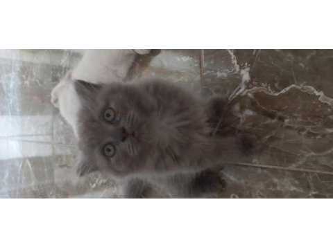 6 scottish fold yavru