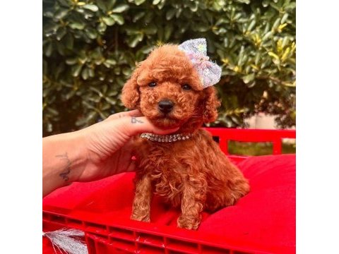 Sevimli toy poodle yavrularımız