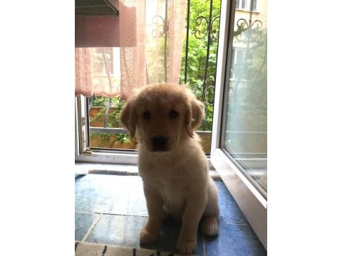 Saf ırk yavru golden retriever