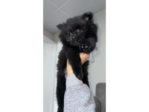 2-3 aylık pomeranian spitz