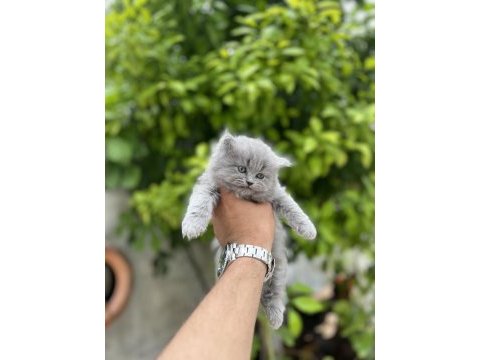 British longhair bebekler