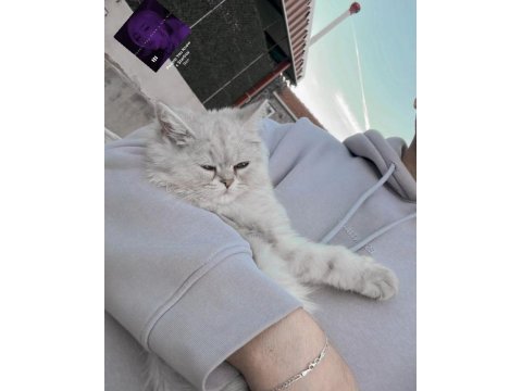 9 aylık mavi gözlü kedimiz beyaz tüylü