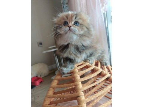 Golden scottish fold