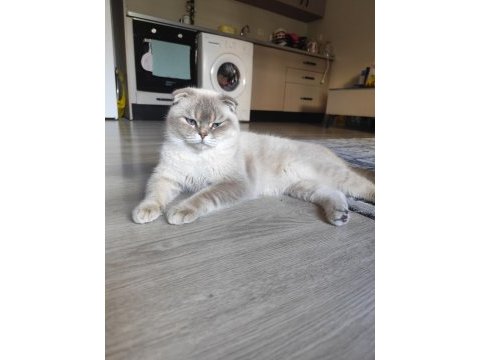 Erkek kedimize gelin arayışımız vardır