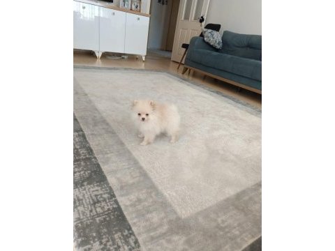 Pomeryan boo 2 aylık dişi