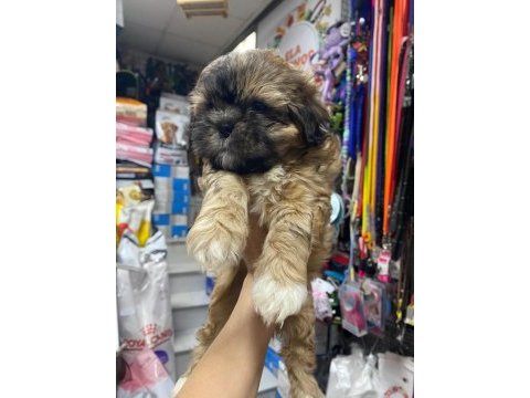 Shih tzu yavrularımız ömürlük yuvalarına hazır 