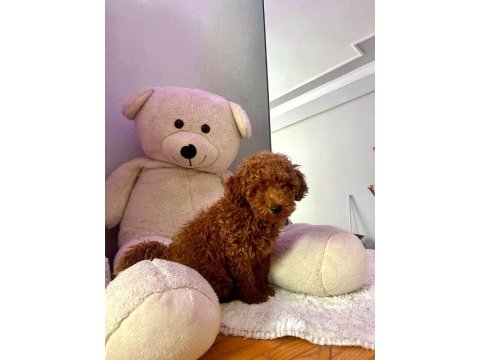Ev ortamında yetişen poodle bebekler