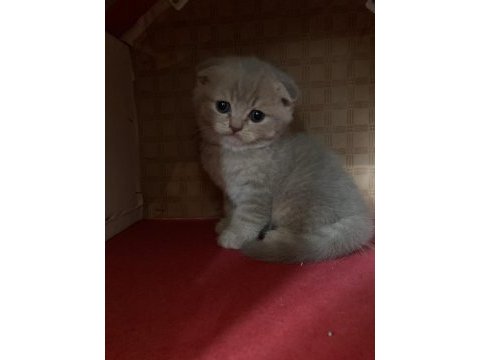 45 günlük yeni yuvaya hazır scottish fold