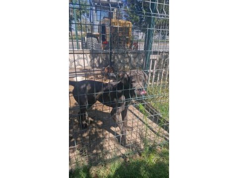Corsotürk den garantili safkan cane corso yavrular