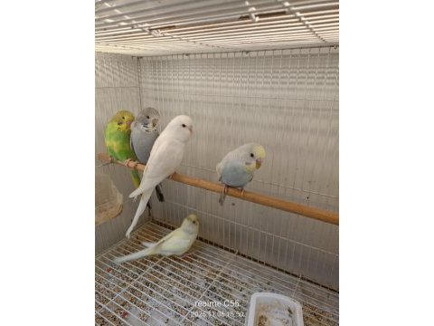 Yavru muhabbet kuşu