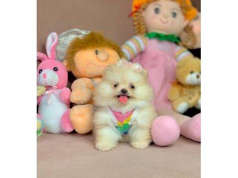 Pomeranian boo ayıcık surat