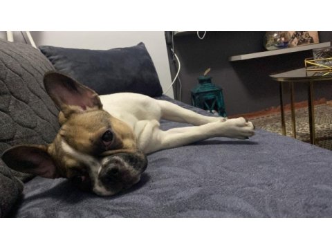 7 aylık dişi french bulldog