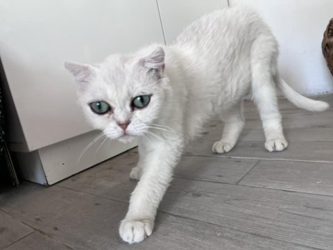 Dişi scottish fold