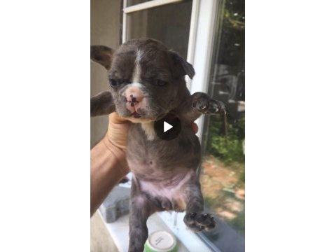 Tombik french bulldog merleler yuvadan uçmaya hazır
