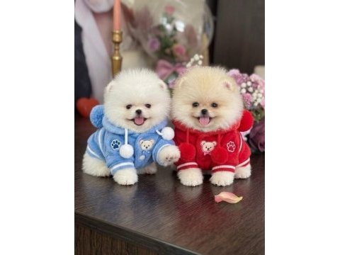 Oyuncak gibi 2 ayıcık pomeranian boo