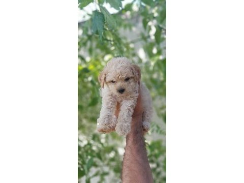 Minik dostunuz toy poodle