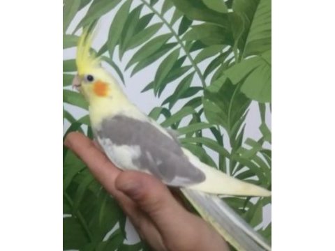 55 günlük yavru sultan papağanı