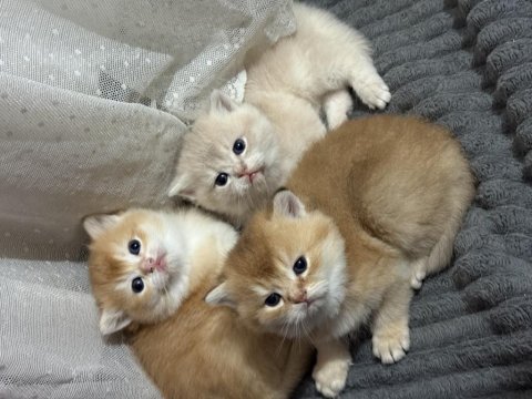 Ny11 ve ay11 safkan british shorthair golden bebekler