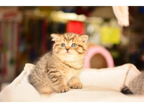 Show kalite black golden british shorthair 