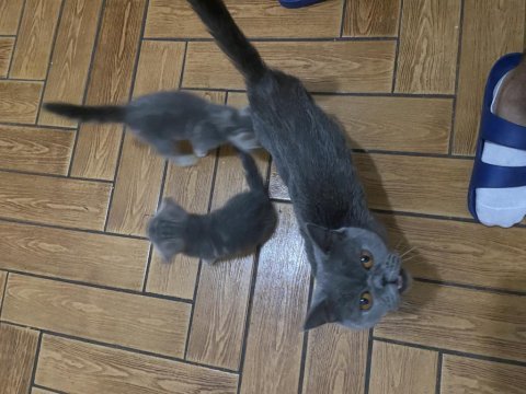 British shorthair blue tabby yavrular