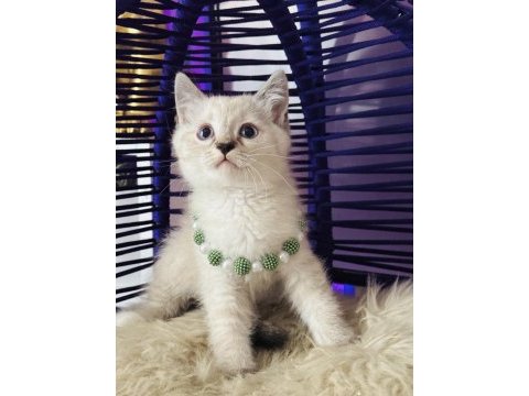 British shorthair point bebekler