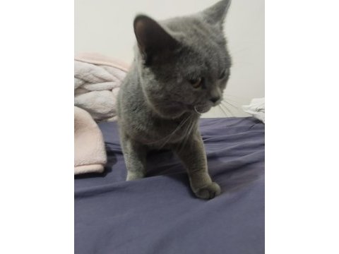 Erkek british shorthair kısırlaştırılmadı 1 yaşında