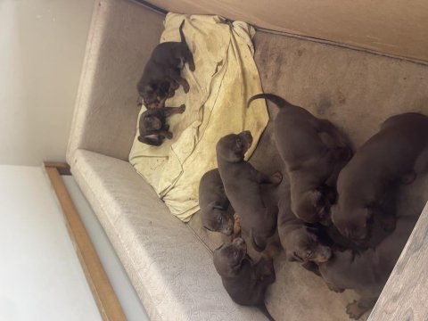 Kızıl doberman yavruları için arayın