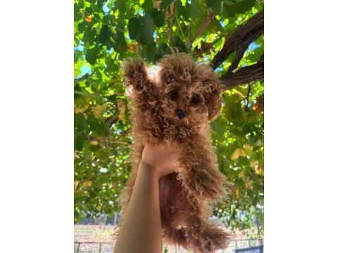 Sevimli toy poodle