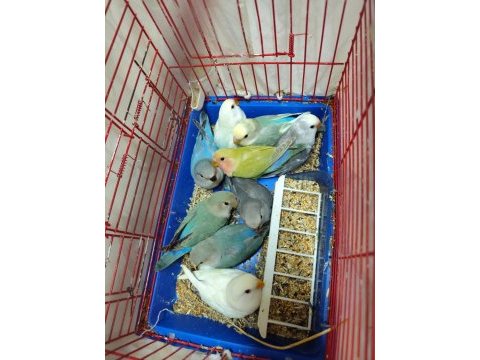 Sevda papağanı yavruları ele alıştırmalık