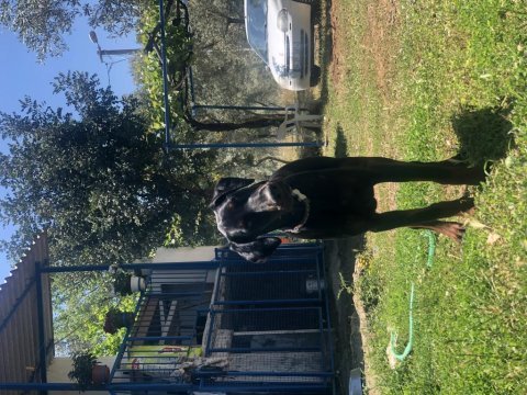 Safkan doberman