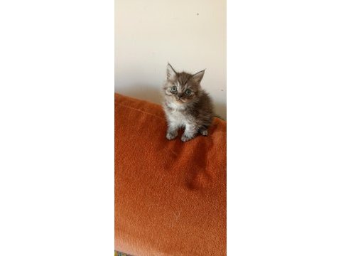 Safkan ırk garantili british longhair yavrular