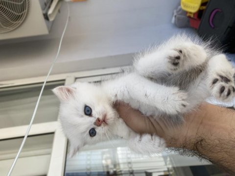 Anne ve çocukları scottish fold