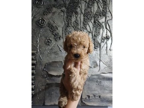 Maltipoo dişi erkek kardeşler