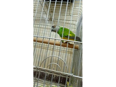 Senegal papağanı 8 aylık