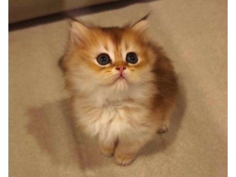 Safkan anne ve babadan british longhair